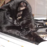 Gambas, sauvée de la noyade